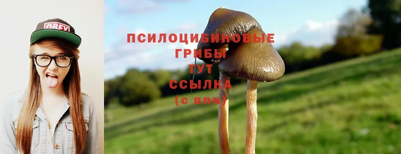 Псилоцибиновые грибы Psilocybe  Балтийск 